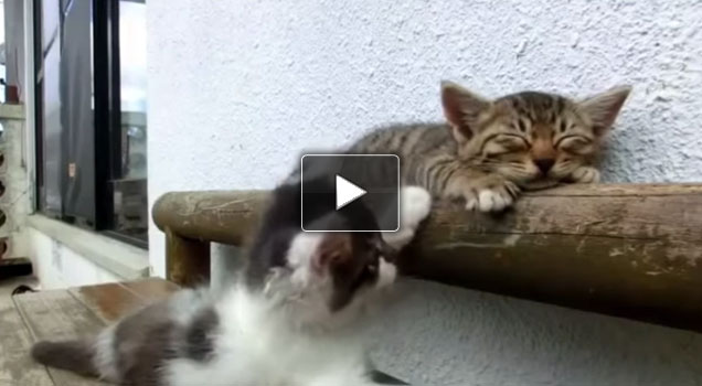 Il gattino che cerca di svegliare il fratellino che dorme