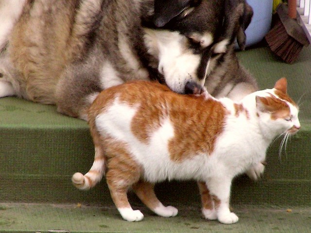 Gatto cane