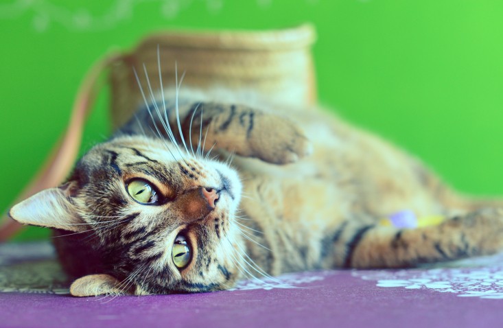 Tre poesie di Charles Baudelaire dedicate ai gatti