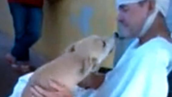Cane aspetta fuori dall'ospedale per 8 giorni il proprietario