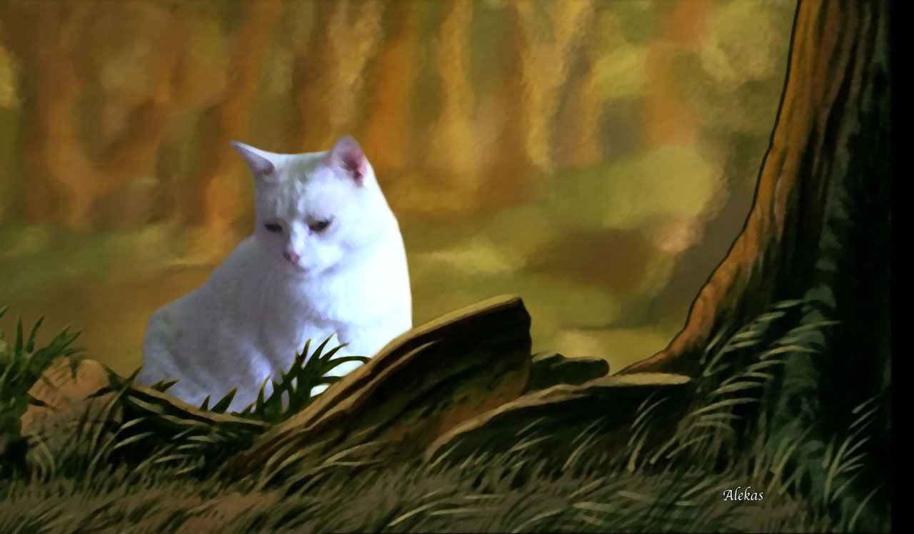 Gatti in mostra alla galleria d’arte