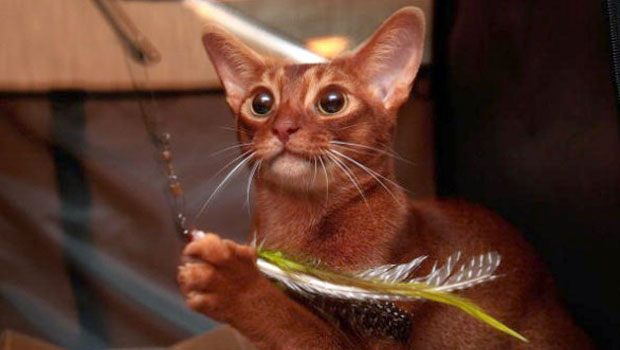 Il colore del pelo dei gatti ne influenza il carattere?