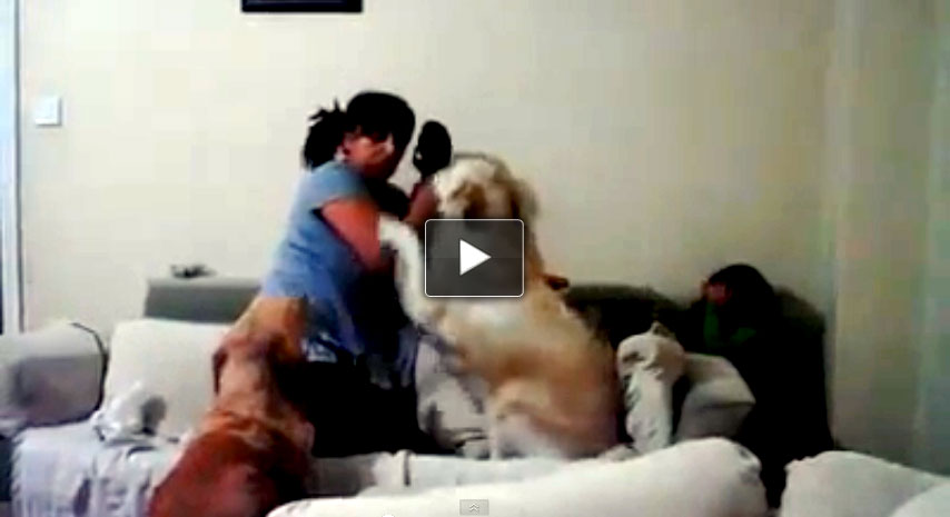 L'istinto di protezione del cane