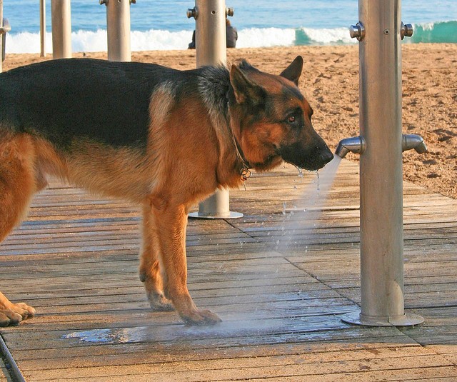 Cane che beve