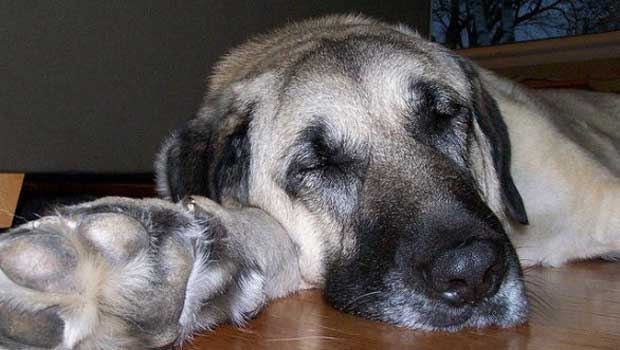 Cani che dormono, russano e muovono le zampe: sognano?