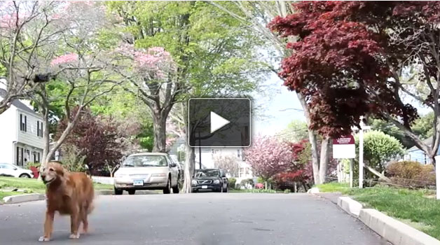 Il cane e la passeggiata con il drone