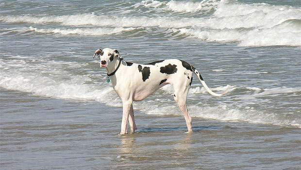 I cani e l'acqua: amano quella del mare, ma temono la vasca. Perché?
