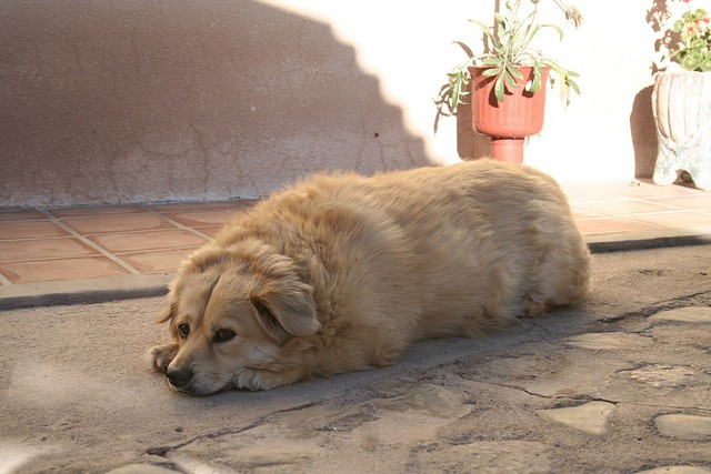 Cani sottopeso o obesi? Capirlo a prima vista