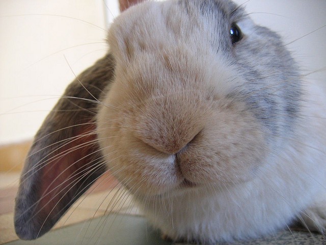 Coniglio muso
