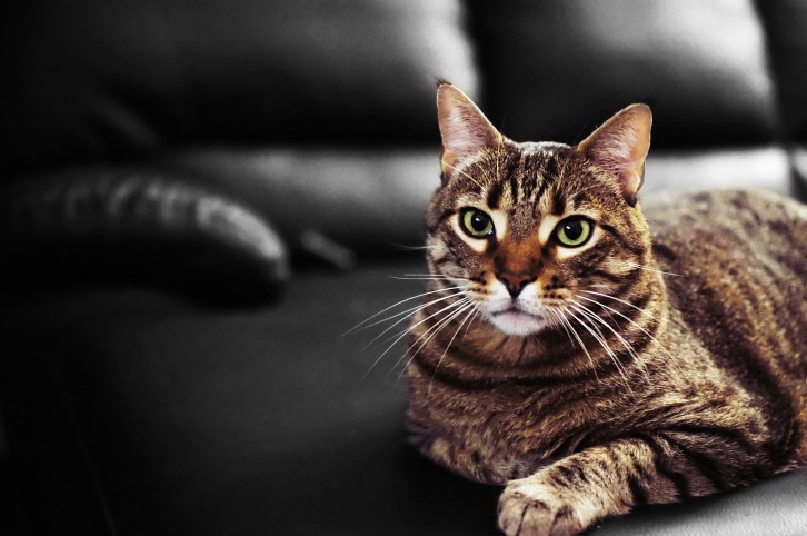 Le qualità del gatto