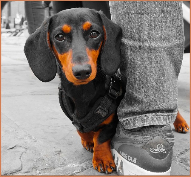 Pettorine per cani personalizzate