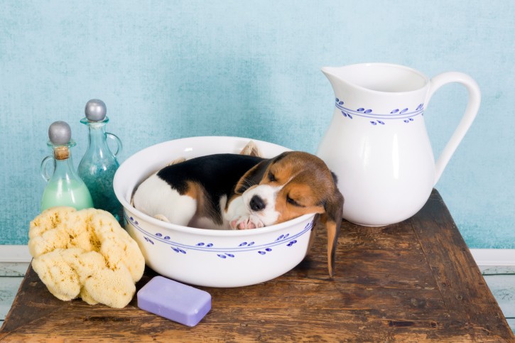 Quale shampoo usare per lavare il cane?