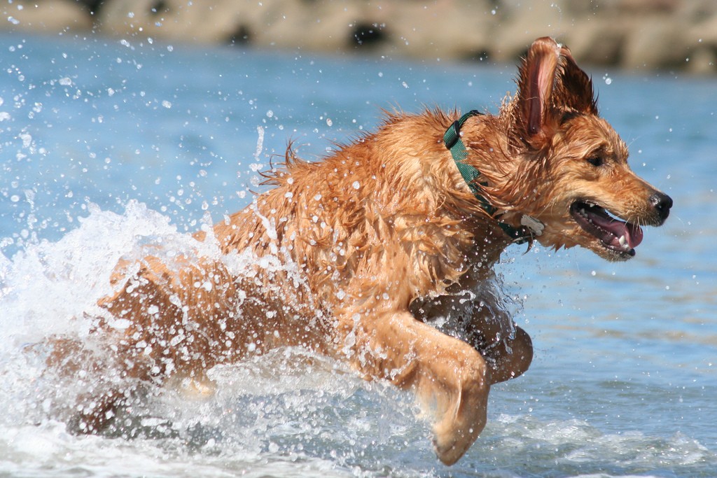 Un cane in spiaggia