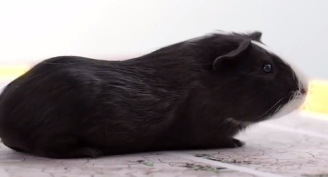 animali pronostici mondiali 2014