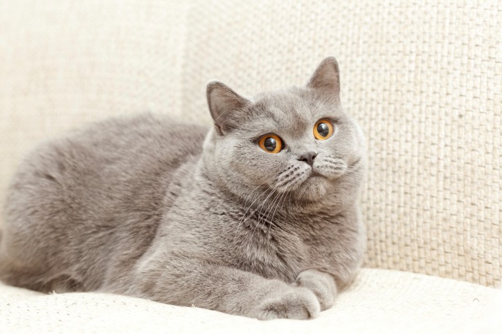 Un gatto di razza British Shorthair
