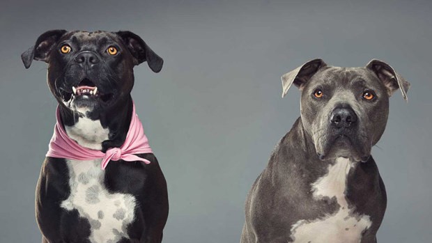 "Non sono un prepotente" la campagna i sensibilizzazione a favore dei cani