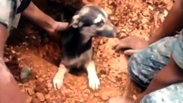 Guatemala: cane salvato da una trappola di fango