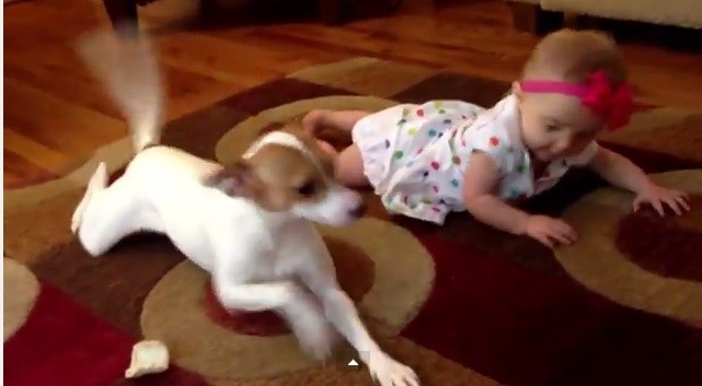 Cane insegna a gattonare ad una bambina