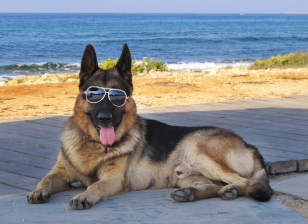 Per la vacanza con il cane, come scegliete la struttura ricettiva?