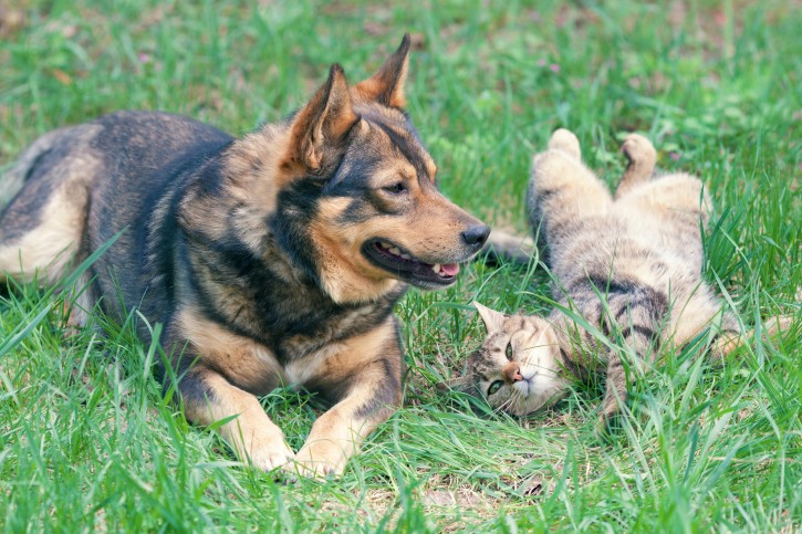 Come proteggere cani e gatti dal caldo dell'estate