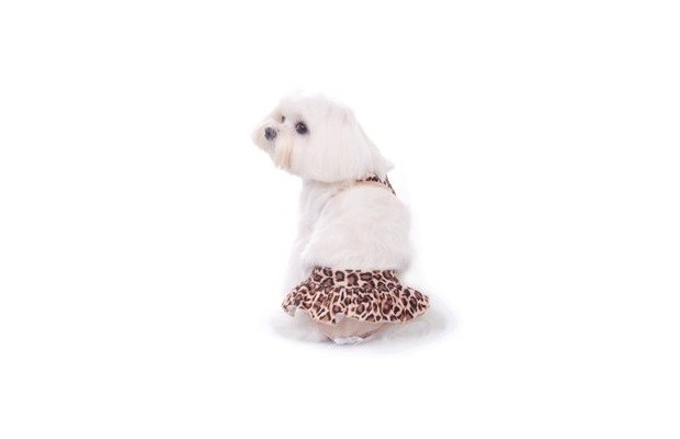 Costumi da bagno per cani