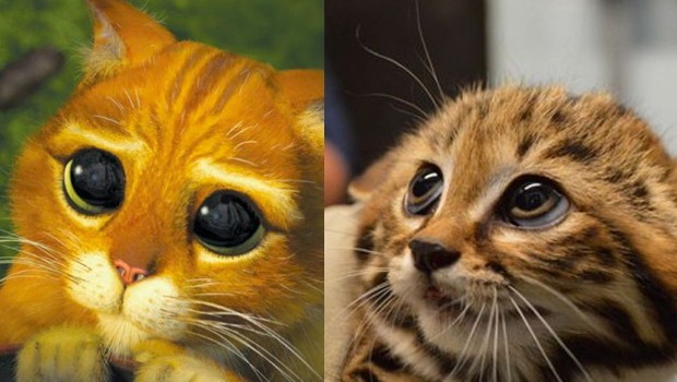 Drogon, il gatto dagli occhioni dolci di Shrek, esiste davvero