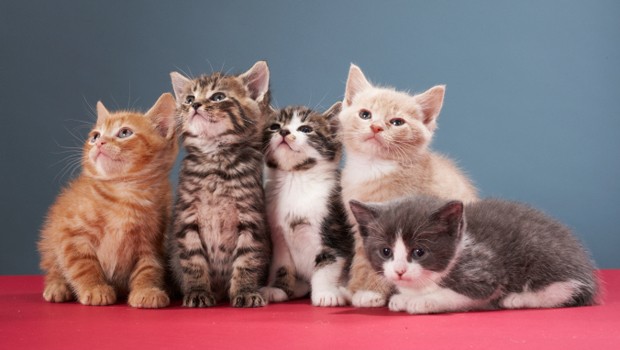 Il meraviglioso mondo del gatto, in libreria