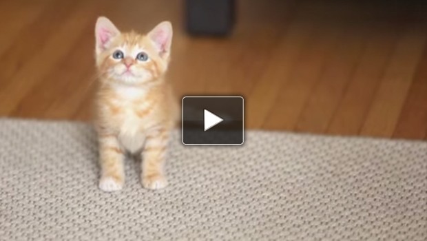 Caro gattino: lo spot del gatto adulto che spiega la vita al gattino