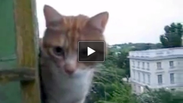 Il gatto che non teme l’altezza: un video da vertigine