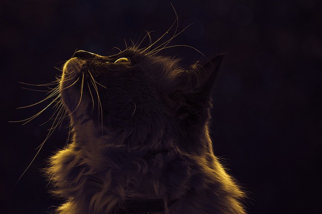 Gatto guarda in alto