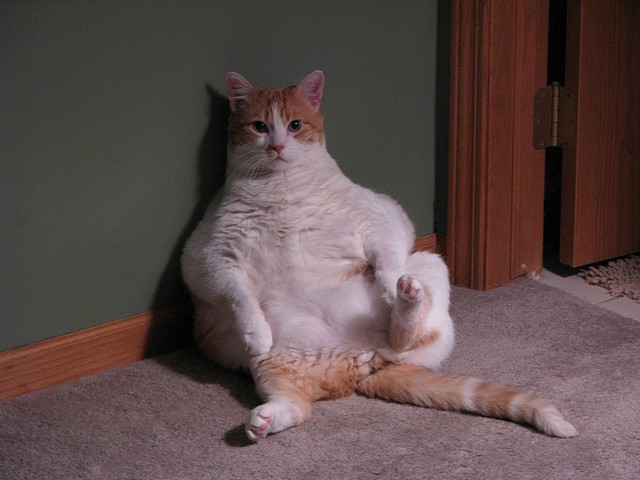 Gatto obeso