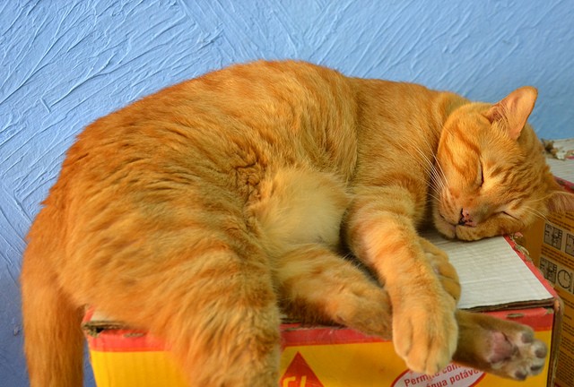 Gatto rosso dorme