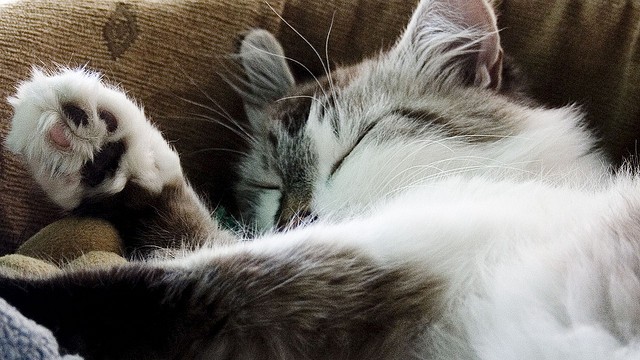 Un gatto che dorme