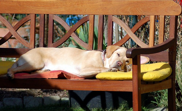 Labrador dorme