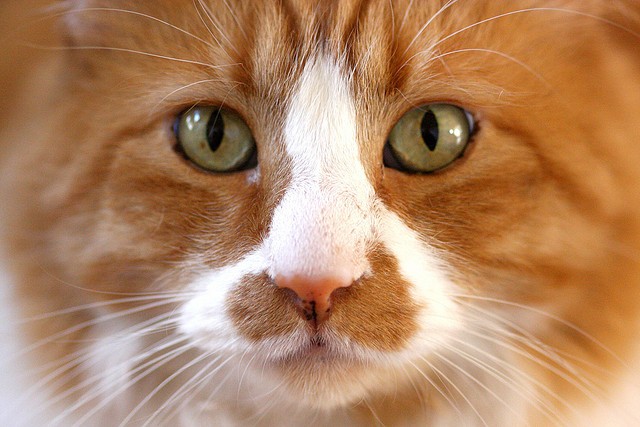 Occhi gatto