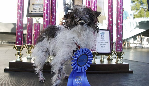 Peanut, il cane più brutto del mondo