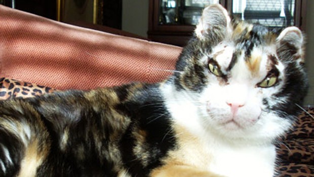 Scarlett, la gatta che sfidò il fuoco per salvare i suoi gattini