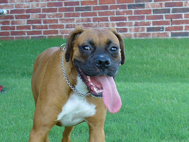 Boxer fulvo