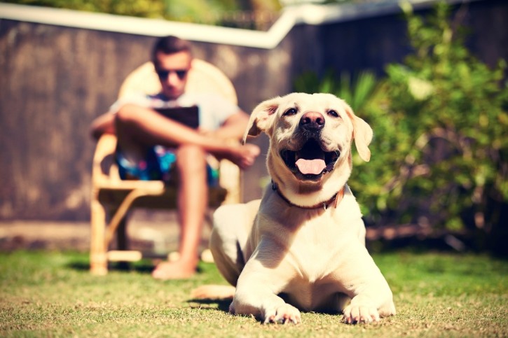 Un cane felice