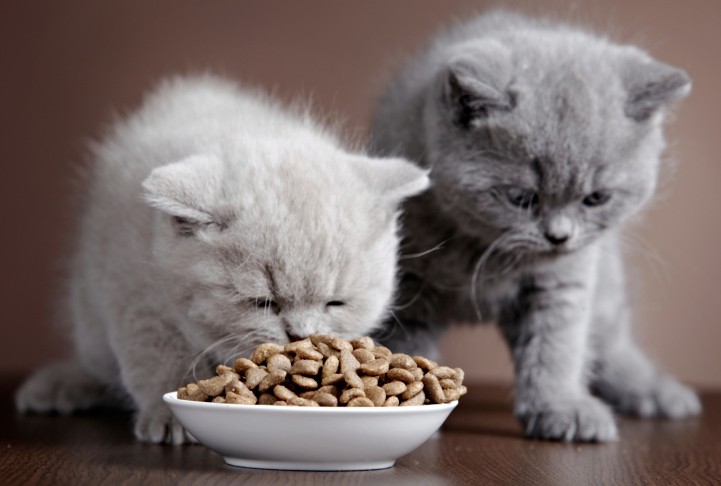 Cibo secco o cibo umido? La scelta migliore per il nostro gatto