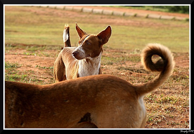 Dog tail