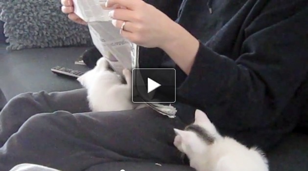 I gattini che interrompono la tua lettura del giornale (video)