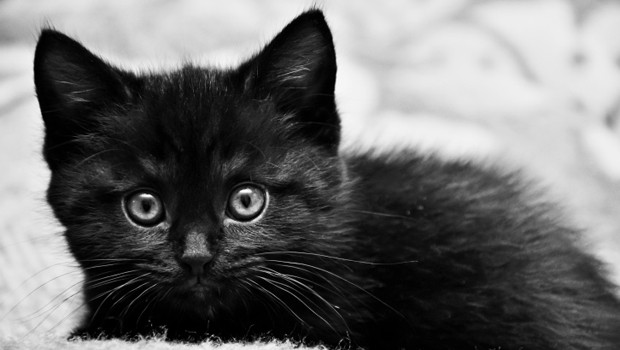 Un gattino nero rallegra le giornate al lavoro