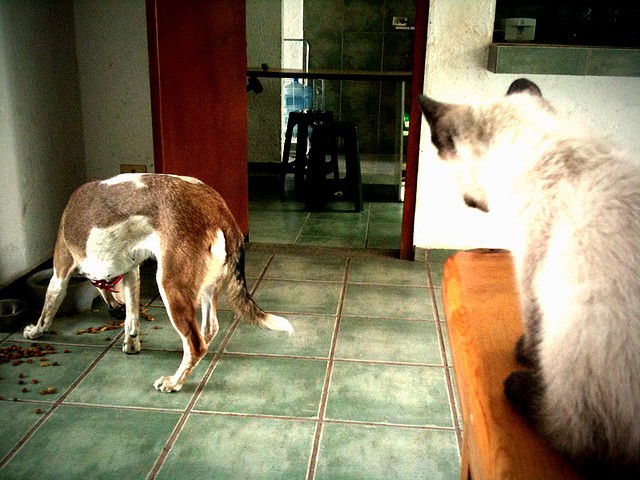Gatto guarda cane