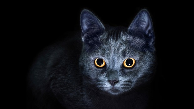 Sei consigli per far stancare il vostro gatto nottambulo