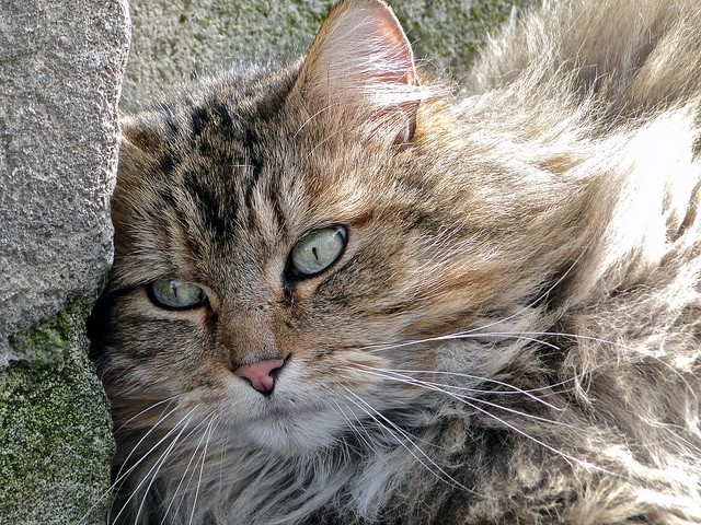 Gatto pelo lungo