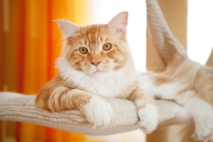 Le cose da sapere prima di adottare un gatto