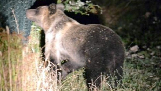 Gemma, orso marsicano che si avventura per le strade di Scanno, in Abruzzo