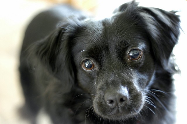 Giornata Enpa contro l’abbandono dei cani 2014
