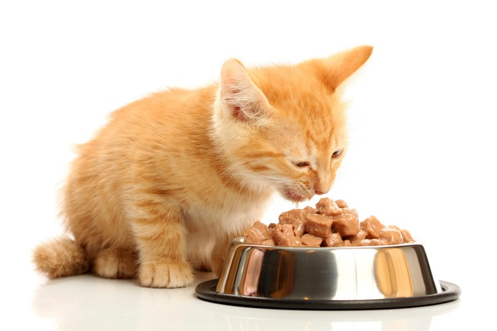 Gattino che mangia